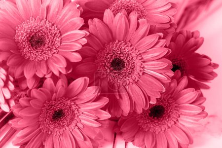 Téléchargez les photos : Un bouquet de fleurs de gerbera rouge rose en gros plan sur une table en marbre. Fond floral ou carte de vœux en couleur tendance 2023 Viva Magenta. - en image libre de droit