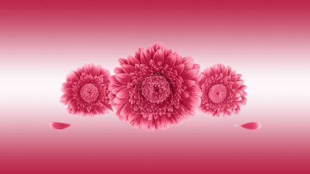 Téléchargez les photos : Pink red gerbera daisy flowers  and petals isolated on gradient magenta white background. Floral background or greeting card in trendy color year 2023 Viva Magenta. - en image libre de droit
