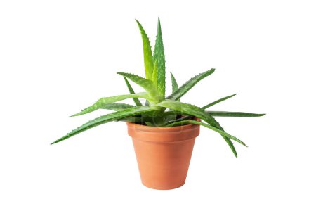 Téléchargez les photos : Aloe vera adult big plant in old clay pot isolated on white background. Green succulent plants cultivating in garden or house. - en image libre de droit