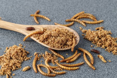 Powder of edible mealworms in wooden spoon on grey granite table. Larvae of Tenebrio molitor as protein ingredients of food.