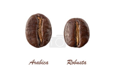 Dunkle geröstete Arabica und Robusta-Kaffeebohnen in Nahaufnahme isoliert auf weißem Hintergrund.