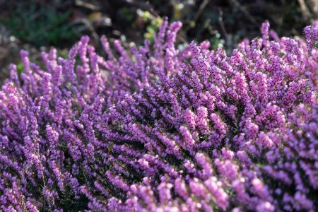 Blooming pink purple heather bush in sunny day top view. Floral texture as background with copy space