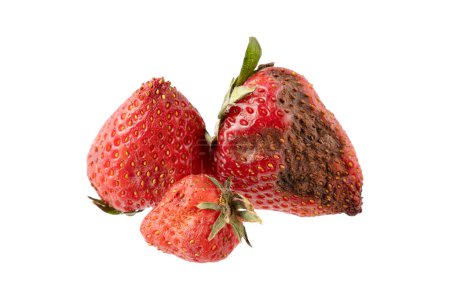 Verdorbene verdorbene Erdbeeren mit Schimmel Nahaufnahme isoliert auf weißem Hintergrund. Lebensmittelverschwendung.