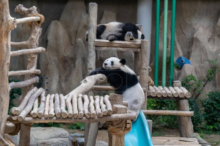 Dwie pandy śpiące w ogromnym centrum konserwatorskim pandy w Zoo Negara Malezja.