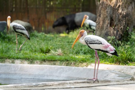 Téléchargez les photos : La cigogne à bec jaune (Mycteria ibis) est une espèce de cigogne africaine de la famille des Ciconiidae.. - en image libre de droit