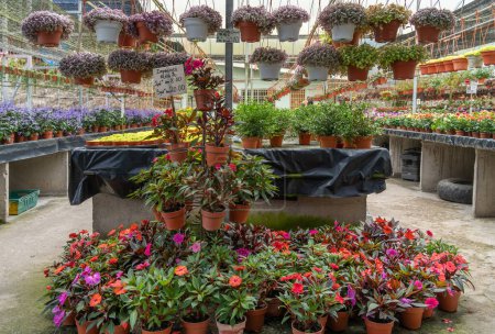 Various types of colorful flowers selling in the plant nursery.