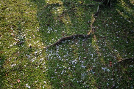 Bolas de algodón caen del árbol de algodón en el suelo.