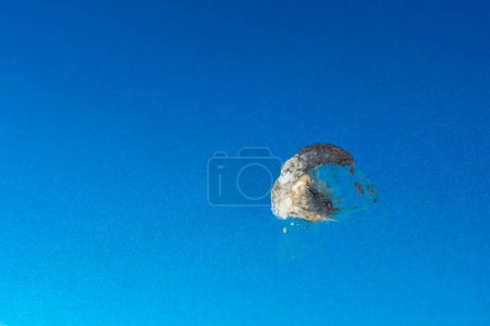 Téléchargez les photos : Vue rapprochée de la crotte d'oiseau tombant sur la voiture bleue. - en image libre de droit