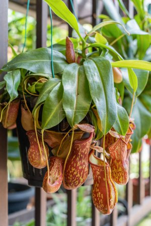 Close-up view of the Nepenthes Gaya. It is a beautiful tropical pitcher plant variety