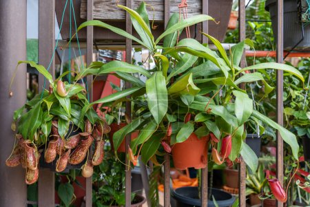 Close-up view of the Nepenthes Gaya and Nepenthes Bloody Mary. It is a beautiful tropical pitcher plant variety