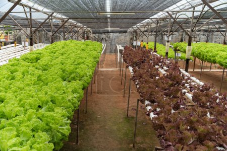 Scenic view of the lettuces on hydroponic system