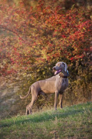 Foto de Weimaraner perro en otoño paisaje en día soleado - Imagen libre de derechos