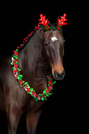 Photo for Bay horse in christmas decoration on black background - Royalty Free Image