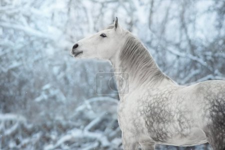 Photo for Gray andalusian  horse portrait in snow winter landscape - Royalty Free Image