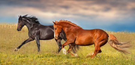 Galop de course de troupeau de chevaux sur prairie verte de printemps