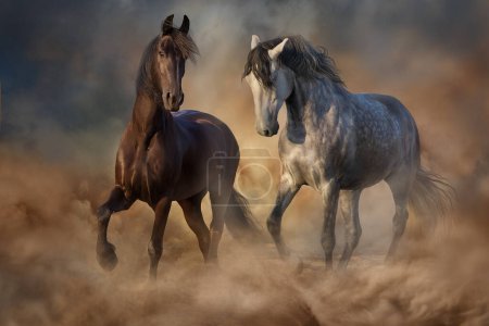 Frisian and andalusian horses free run in desert sand