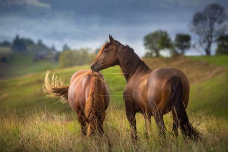 Beautiful horses on pasture against mountain view  in the rain