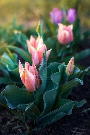 Téléchargez les photos : Group of tulips in a field, two rows of pink flowers with one large one. - en image libre de droit