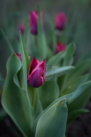 Téléchargez les photos : Group of tulips in a field, two rows of pink flowers with one large one. - en image libre de droit