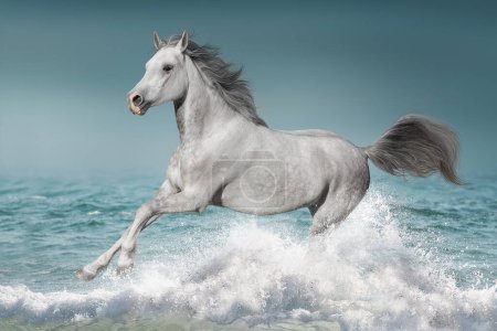 Téléchargez les photos : Cheval gris court dans l'eau de la mer bleue - en image libre de droit