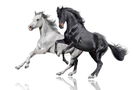 Téléchargez les photos : Cheval noir et blanc free run isolé sur fond blanc - en image libre de droit