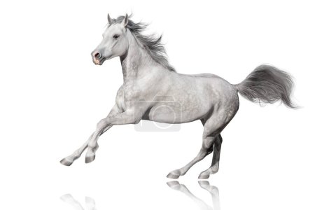 Photo for White Horse run gallop isolated on white backround - Royalty Free Image