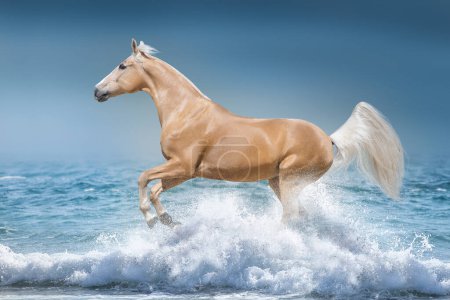 Téléchargez les photos : Palomino cheval galopant gratuitement à la plage - en image libre de droit