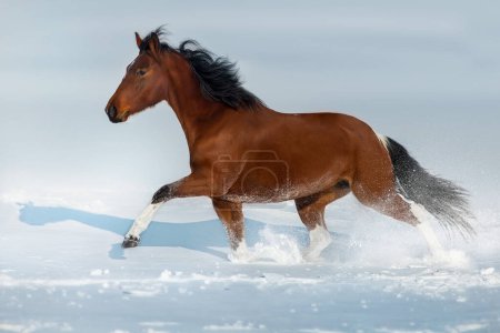Téléchargez les photos : Galop de course de chevaux Pinto dans un champ de neige - en image libre de droit