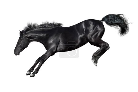 Téléchargez les photos : Cheval noir élevé isolé sur fond blanc - en image libre de droit