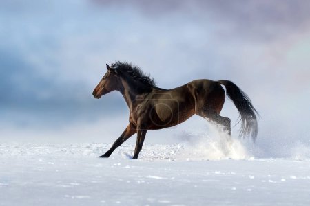 Téléchargez les photos : Course de chevaux dans le champ de neige - en image libre de droit
