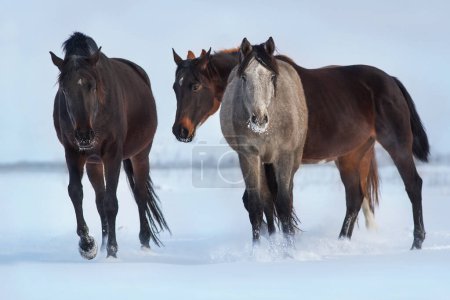Téléchargez les photos : Troupeau de chevaux courir librement dans la neige - en image libre de droit