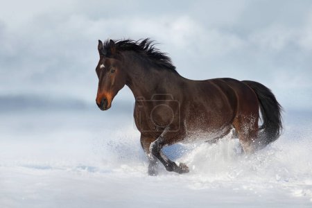 Téléchargez les photos : Course de chevaux amusant dans le champ de neige à la journée ensoleillée d'hiver - en image libre de droit