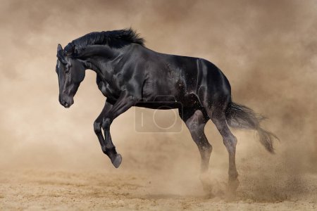 Téléchargez les photos : Étalon noir courir sur désert poussière libre - en image libre de droit