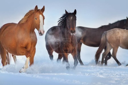 Téléchargez les photos : Troupeau de chevaux courir librement dans la neige - en image libre de droit