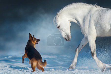Téléchargez les photos : Cheval blanc jouer et courir avec chien dans la neige - en image libre de droit