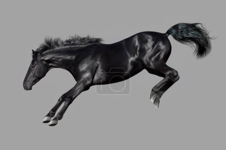 Téléchargez les photos : Cheval noir élevé isolé sur fond gris - en image libre de droit