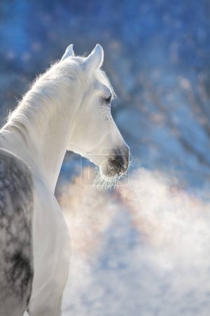 Téléchargez les photos : Cheval blanc dans la neige journée ensoleillée - en image libre de droit