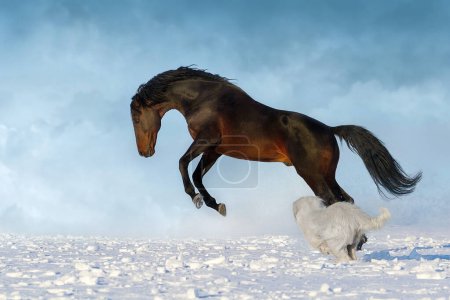Téléchargez les photos : Course de chevaux dans le champ de neige - en image libre de droit