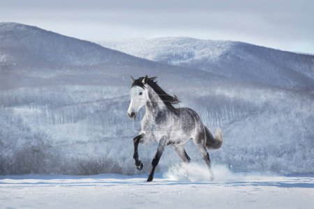 Téléchargez les photos : Gray andalusian  horse free run in snow winter mountain landscape on sunny day - en image libre de droit