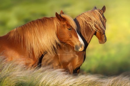Téléchargez les photos : Deux portrait de cheval rouge sur fond vert - en image libre de droit