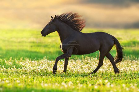 Téléchargez les photos : Un cheval noir court au coucher du soleil dans un champ de pissenlits - en image libre de droit