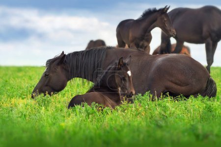Téléchargez les photos : Un troupeau de chevaux paissent sur une prairie verte - en image libre de droit