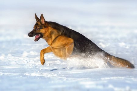 Téléchargez les photos : Berger allemand court et joue dans la neige - en image libre de droit