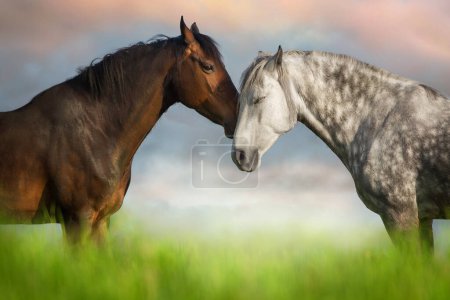 Téléchargez les photos : Deux chevaux qui touchent la tête. Chevaux amitié et amour. - en image libre de droit