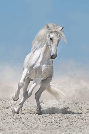 Téléchargez les photos : Beau cheval blanc avec une longue crinière dans la poussière du désert - en image libre de droit