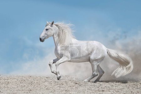 Téléchargez les photos : Beau cheval blanc avec une longue crinière dans la poussière du désert - en image libre de droit