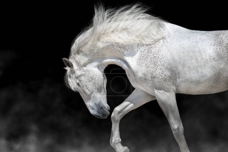 Téléchargez les photos : Portrait de cheval blanc avec longue crinière sur fond noir - en image libre de droit