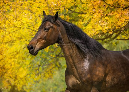 Téléchargez les photos : Portrait de cheval en automne paysage - en image libre de droit