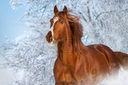 Téléchargez les photos : Cheval rouge portrait en hiver paysage de bois de neige - en image libre de droit
