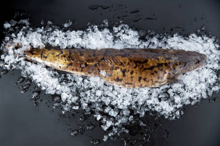 Ein Großaufnahme-Klettenfisch auf Eis und schwarzem Hintergrund. Süßwasserfische aus nördlichen Flüssen.